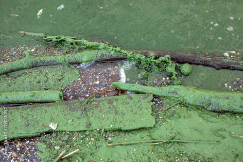 Green algae and dead fish at the water's edge.
