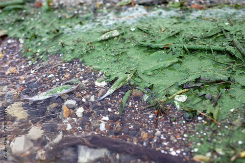 Dead fish and algae along the edge of a shallow body of water