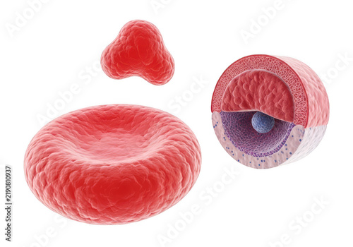 RedBloodCellStructureMedicalIllustrationIsolatedWhiteBackground