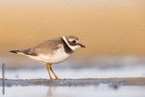 Konstfotografi Common Ringed Plover (Charadrius hiaticula) Standing at Shoreline Water in Golde