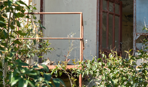 Canvastavla An abandoned overgrown hotel braided with beautiful flowering plants