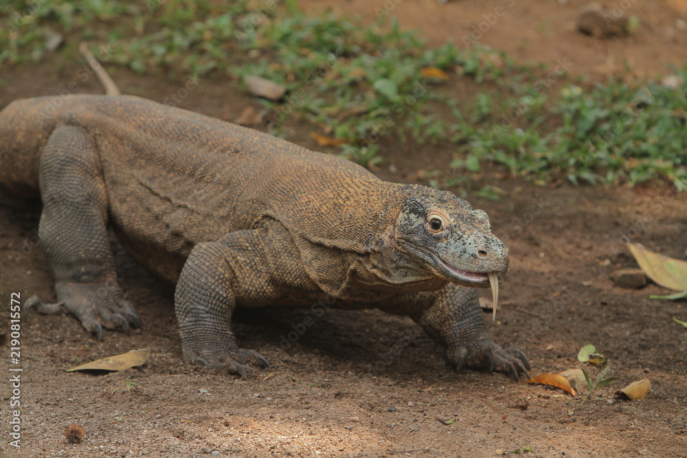 Obraz premium Solitary Komodo dragon walking through the savannah during dry season