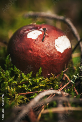 Obraz na plátně Close-up of a bitten red mushroom in the forest
