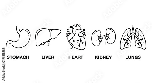 Принти на полотні Line drawing of human internal organs against a white background