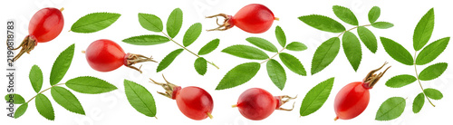 Foto Rose Hip leaves isolated, full depth of field