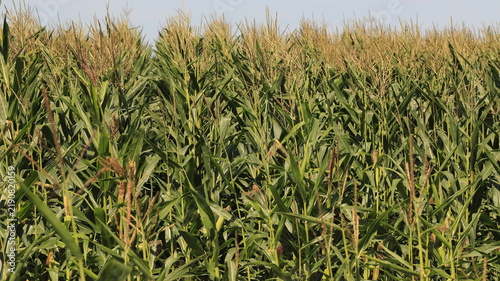 Lush green agricultural corn field growing under a clear blue sky in Mauricie, Quebec, Canada.