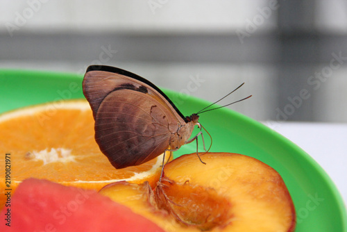 Brown Morpho butterfly feeding on fresh fruits on a green plate close up