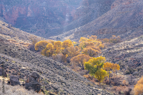 Foto Cottonwood Trees Seen in the Grand Canyon Off of the Tonto Trail Arizona
