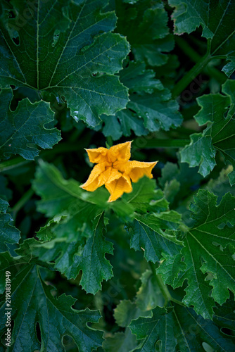 Yellow zucchini blossom blooming among green leaves in garden