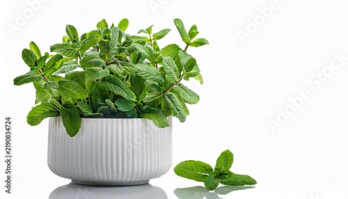 fresh green mint plant growing in white ceramic flower pot aromatic kitchen herb isolated on white background