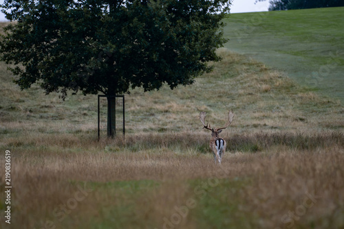 Quadro su tela Antlered fallow buck stands beneath a solitary meadow tree