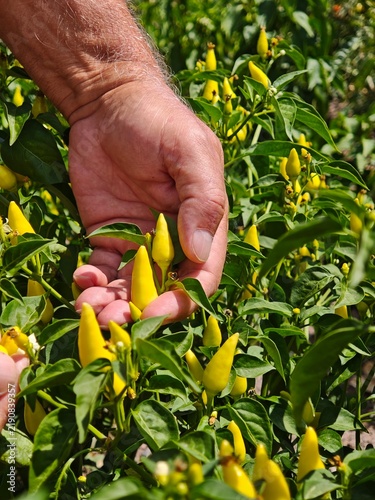 Farmer Hands Harvesting Fresh Small Yellow Chili Peppers in Farm Field