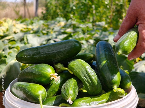 Close Up of Farmer Hand Adding Freshly Picked Cucumbers to Bucket