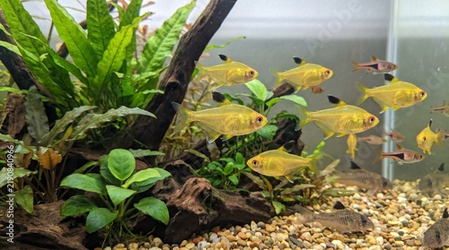 Plakat Lemon Tetra fish