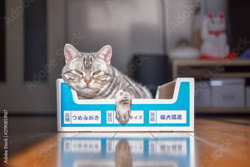 Plakat 爪研ぎボックスに入ってリラックスする猫