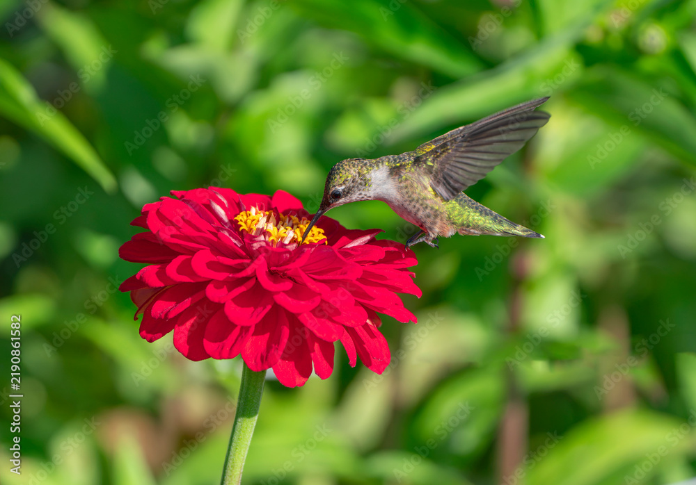Fototapeta premium close up on flying ruby throated hummingbird above flower