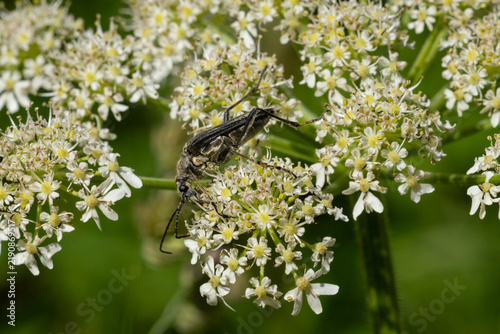 Variable Long Horn Beetle on a Cow Pasnip, England, UK