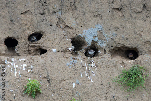 Bank Swallows on a river bank, England, UK