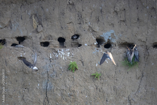 Bank Swallows on a river bank, England, UK