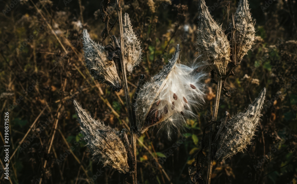 Obraz premium Dry milkweed seed pods bursting open with silky floss and brown seeds in a rustic autumn field close up nature view