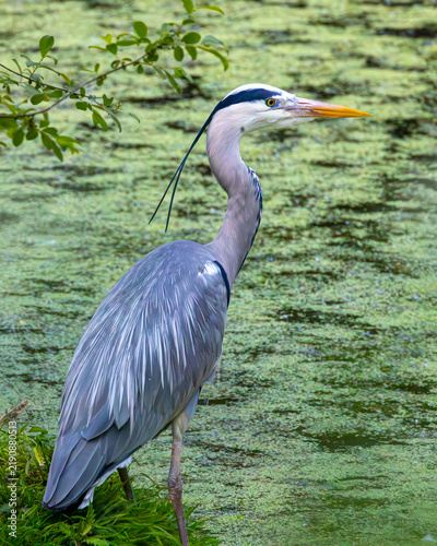 Fotografía Grey heron prospecting a very weedy lake looking for food.