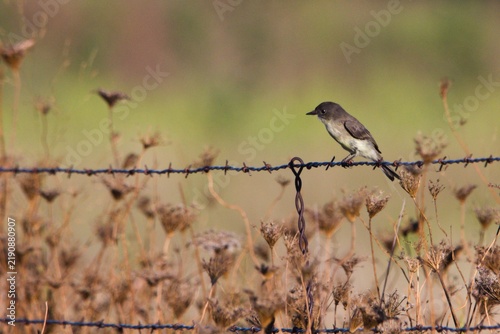 Eastern Phoebe on a barbed wire range fence