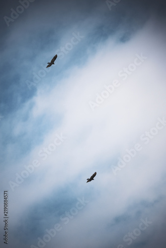 An artistic photograph of two eagles soaring in the sky.
