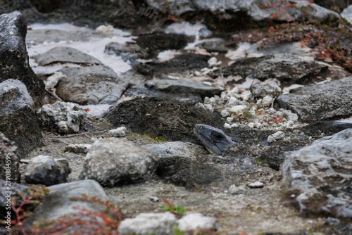 A lizard's head peeks out from under the ground between the stones.
