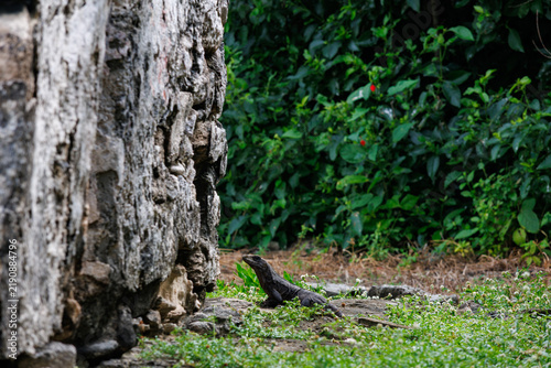 A lizard by the stone wall.