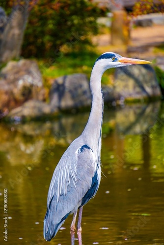Obraz na płótnie Grey Heron Standing by a Pond in a Japanese Garden