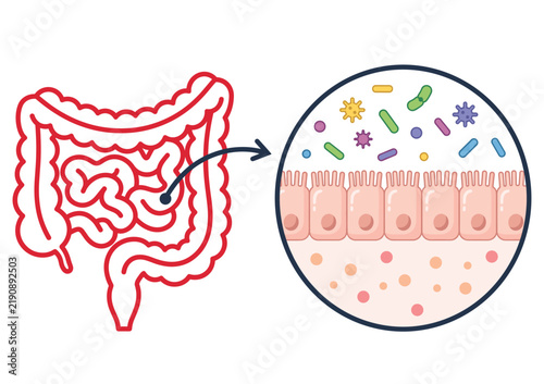 Obraz na płótnie Gut Microbiome Anatomy Diagram Showing Intestinal Bacteria and Intestinal Epithe