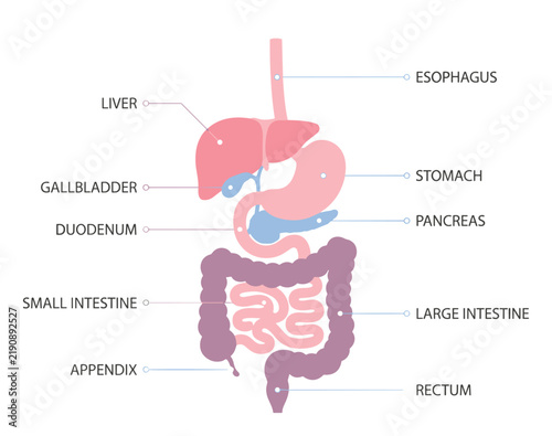 Bild auf Leinwand Human Digestive System Anatomy Diagram Showing Major Gastrointestinal Organs and
