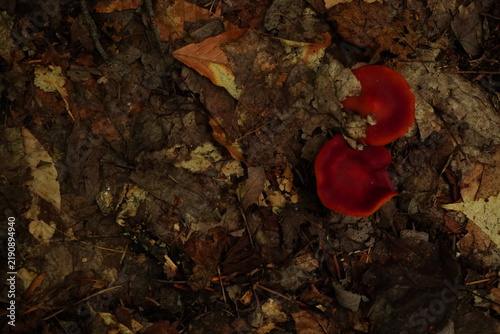 Cuadro en lienzo Two vibrant red cup-shaped fungi emerge from a dark earthy forest floor covered