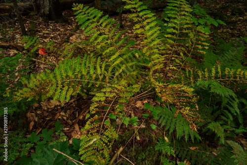 Fotografie Lush green ferns grow in a shaded forest clearing with fallen leaves and moss on