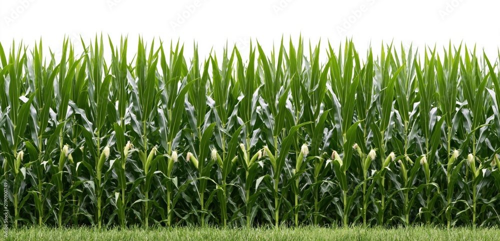 Obraz premium Corn and maize field plantation with green agricultural stalks and leaves showing growth isolated on white background