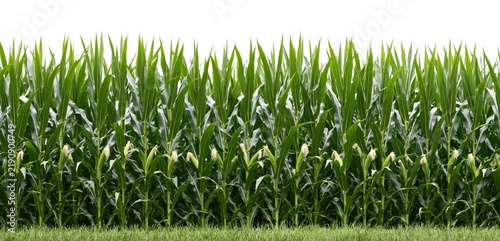 Corn and maize field plantation with green agricultural stalks and leaves showing growth isolated on white background