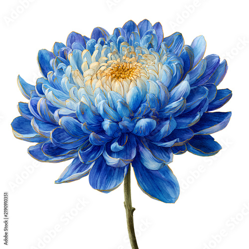 blue dahlia flower