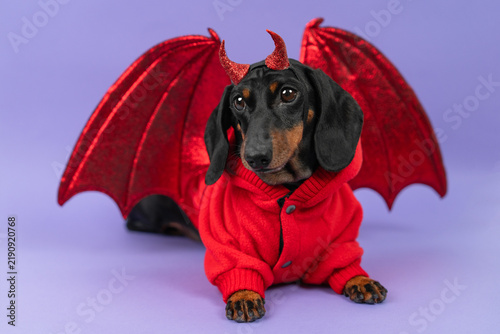 Fotografie A black and tan dachshund dog lies in a red fleece jacket with glittery horns and large bat wings on a purple backdrop, an idea for a fancy dress contest entry and pet retail promotion