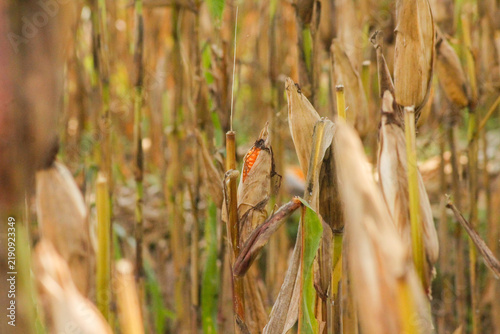 Dry mature corn cobs ready for harvest in agricultural field	