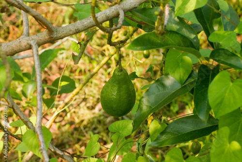 Green ripe avocados fruits hanging on avocado trees plantation	