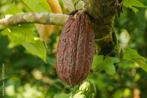 cocoa pod on tree in the field. Cocoa (Theobroma cacao L.)