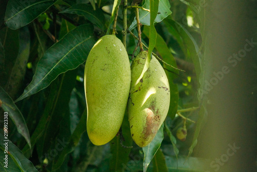 Fresh green mangoes hanging on the tree branch in organic garden	