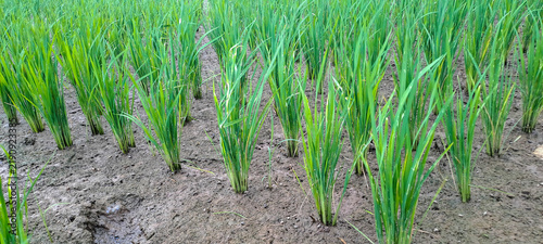 Green young rice seedlings growing in the paddy field.	