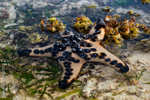 Foto Chocolate Chip Sea Star (Protoreaster nodosus) on White Sandy Beach During Low T