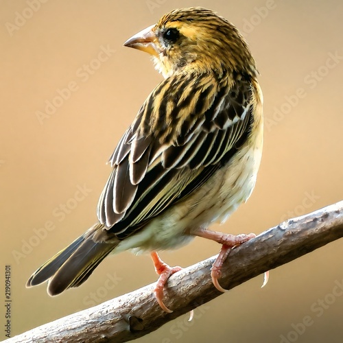 Close up profile portrait of female Baya weaver showing streaked back and conical bill