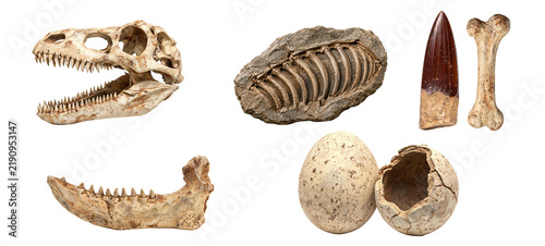 Dinosaur Fossil Bone Collection | Skull, Jaw, Rib, Tooth, Bone & Egg PNG