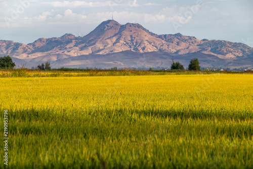 Rice fields at a farm with the Sutter Buttes in the background just past sunrise in Meridian, California, USA in September 2026.
