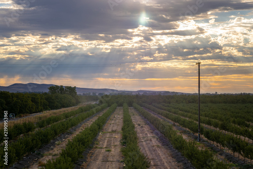 Sun rays break through clouds over an agricultural orchard in Meridian, California, USA in September 2026.