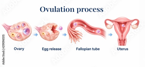 Detailed illustration of ovulation process with ovary, egg release, fallopian tube, and uterus on white background. concept of female reproductive system, human biology education