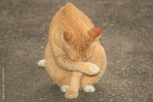Domestic orange tabby cat resting on the ground with alert expression.A high-quality full-body shot of a beautiful domestic ginger tabby cat resting comfortably on an outdoor concrete ground. 